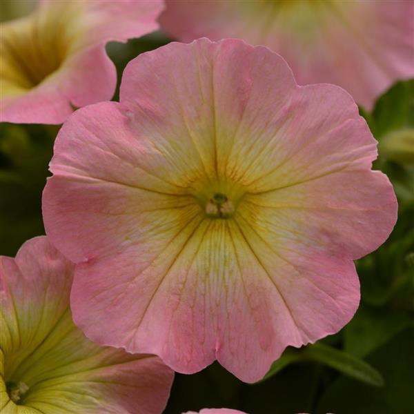 Starlet™ Pink Lemonade Petunia - Bloom