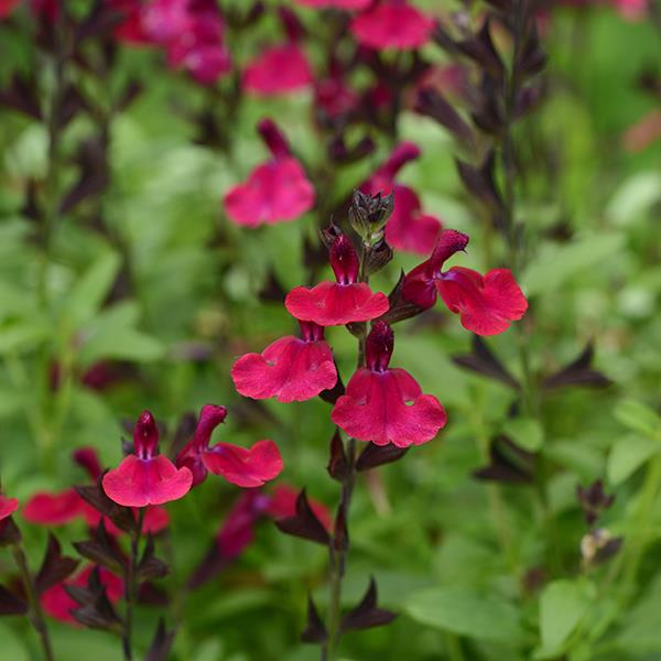 Salvia greggii Mirage™ Burgundy - Bloom