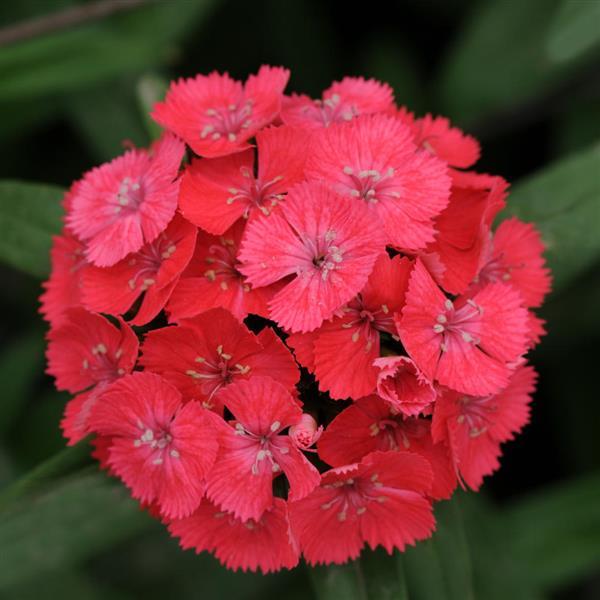 Sweet™ Coral Dianthus - Bloom