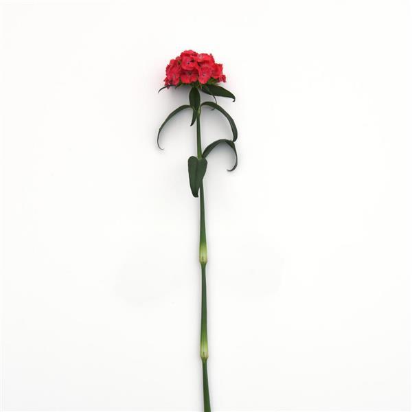 Sweet™ Coral Dianthus - Single Stem, White Background