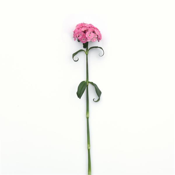 Sweet™ Pink Dianthus - Single Stem, White Background