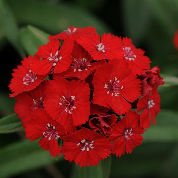 Sweet™ Scarlet Dianthus - Bloom