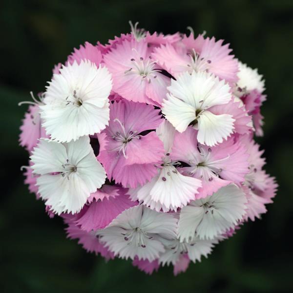 Sweet™ Pink Magic Dianthus - Bloom