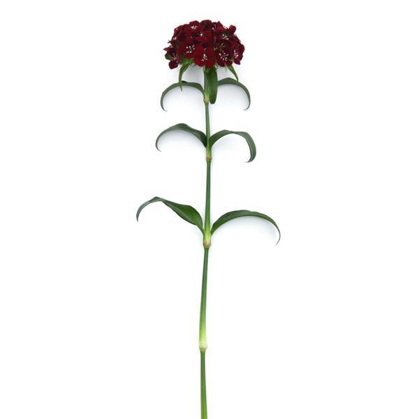 Sweet™ Black Cherry Dianthus - Single Stem, White Background