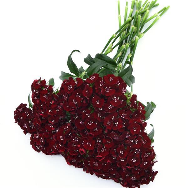 Sweet™ Black Cherry Dianthus - Grower Bunch