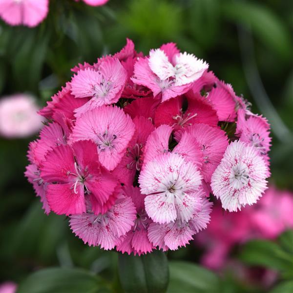 Sweet™ Rose Magic Dianthus - Bloom