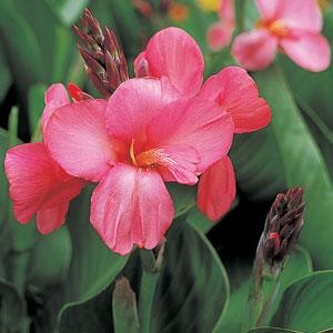 Tropical Rose Canna - Bloom