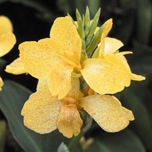 Tropical Yellow Canna - Bloom