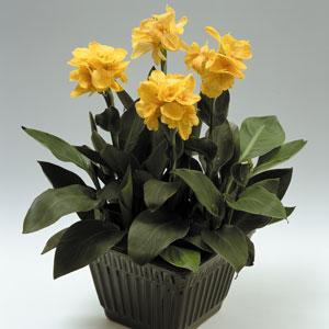Tropical Yellow Canna - Container