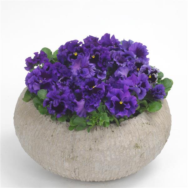 Frizzle Sizzle Blue Pansy - Container