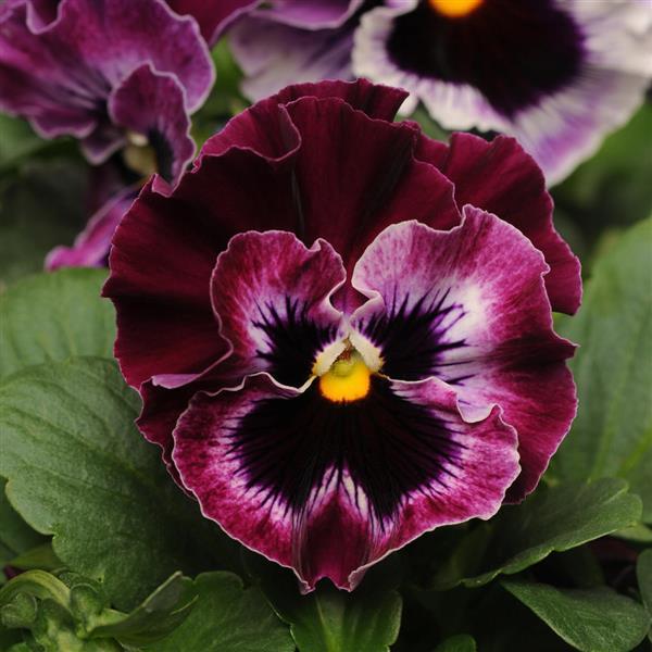 Frizzle Sizzle Raspberry Pansy - Bloom