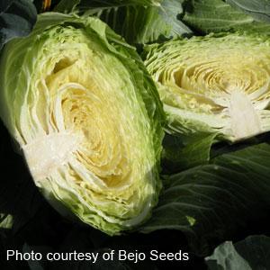Big Flat Head Cabbage - Bloom