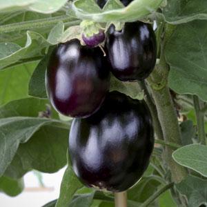 Pot Black Eggplant - Bloom