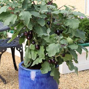 Pot Black Eggplant - Container