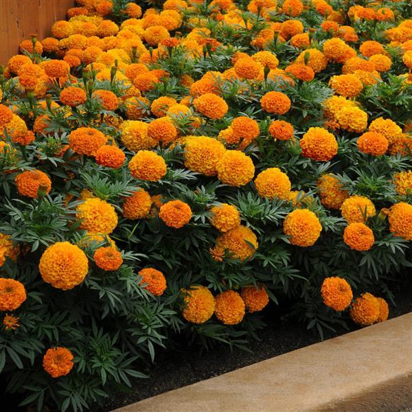 Taishan® Orange African Marigold - Landscape