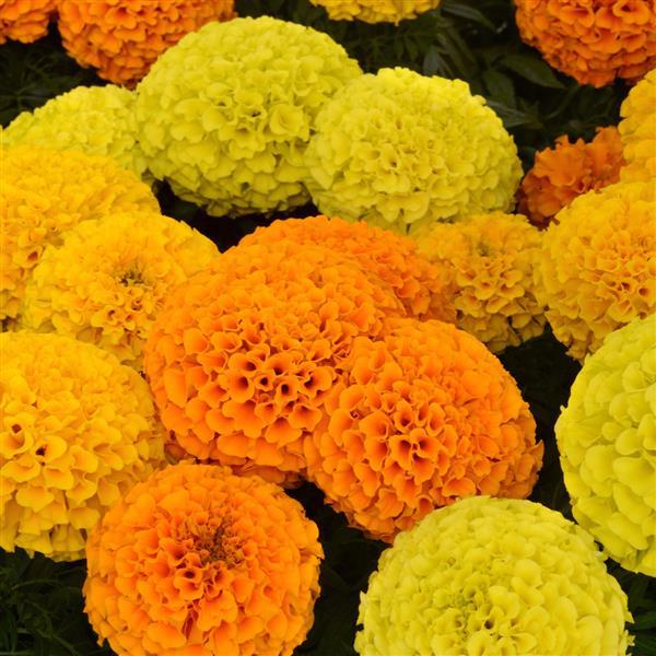 Taishan® Mixture African Marigold - Bloom