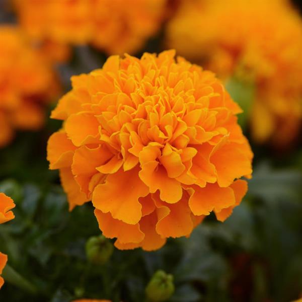 Hot Pak™ Orange French Marigold - Bloom