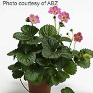 Berri Basket™ Hot Pink Strawberry - Container