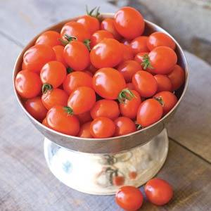 Napa Grape Tomato - Container