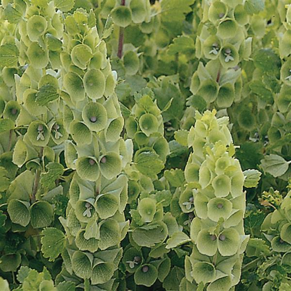 Bells of Ireland Moluccella laevis - Bloom
