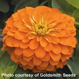 Magellan Orange Zinnia - Bloom
