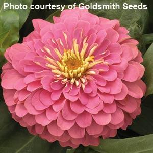 Magellan Pink Zinnia - Bloom