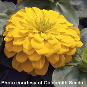 Magellan Yellow Zinnia - Bloom