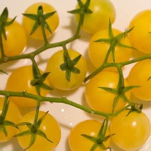 Lemon Cherry Tomato - Bloom