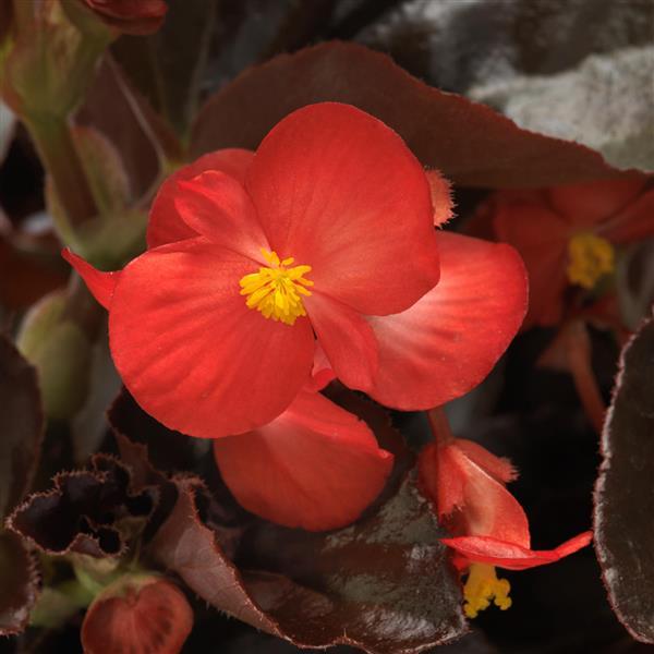 BabyWing® Red Bronze Leaf Begonia - Bloom