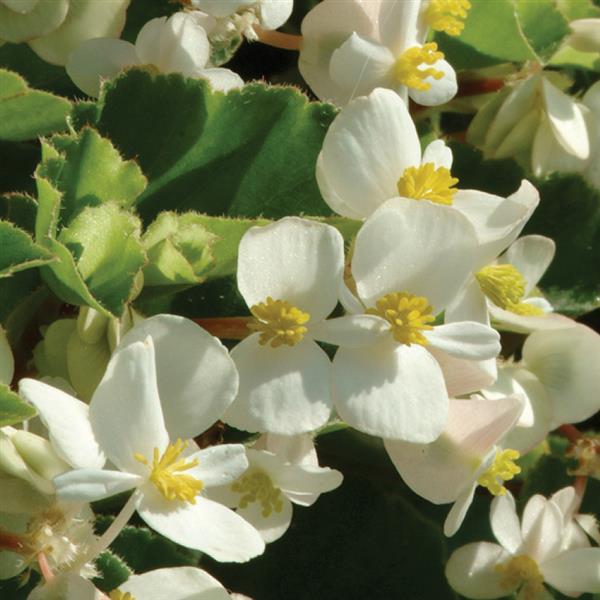 BabyWing® White Begonia - Bloom