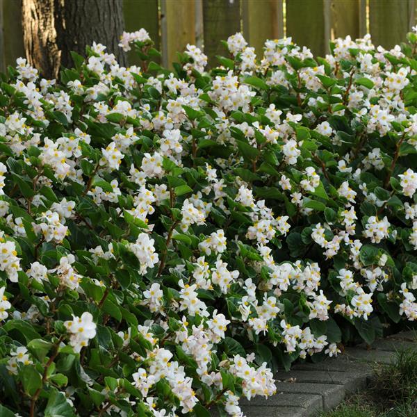 BabyWing® White Begonia - Commercial Landscape 1