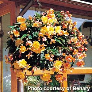 Illumination Apricot Tuberous Begonia - Basket