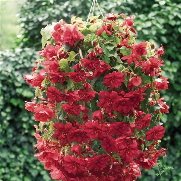 Illumination Scarlet Tuberous Begonia - Basket