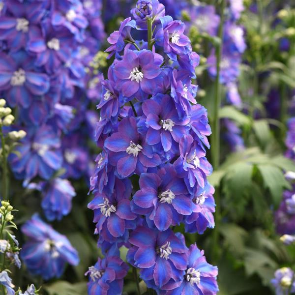 Delphinium Guardian Blue - Bloom