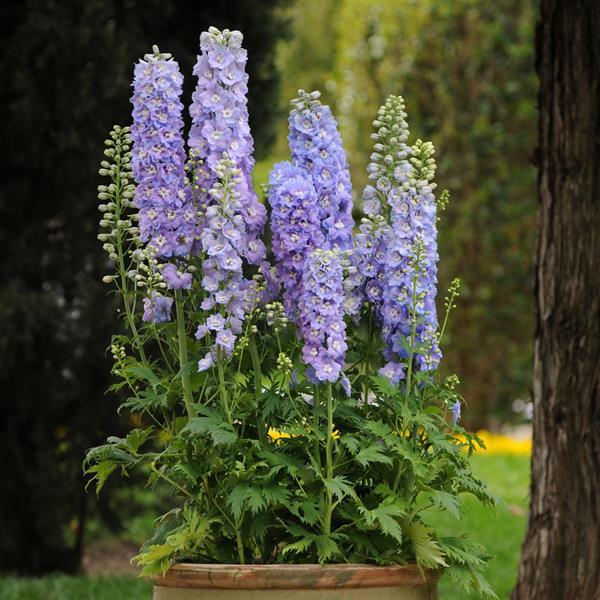 Delphinium Guardian Lavender - Cutflower