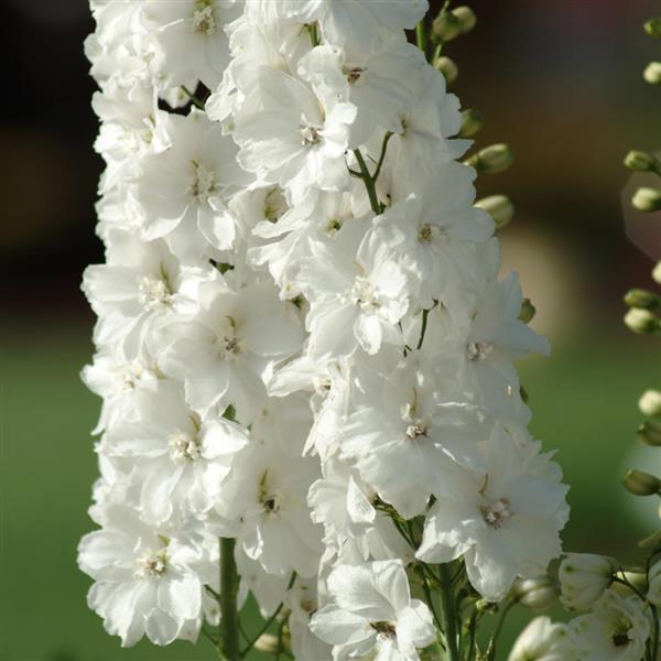 Delphinium Guardian White - Bloom