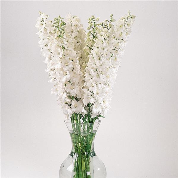 Delphinium Guardian White - Cutflower