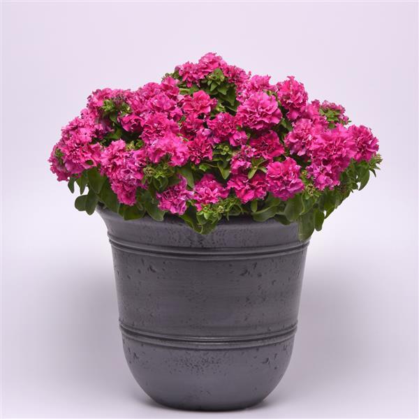Double Cascade Pink Double Petunia - Container
