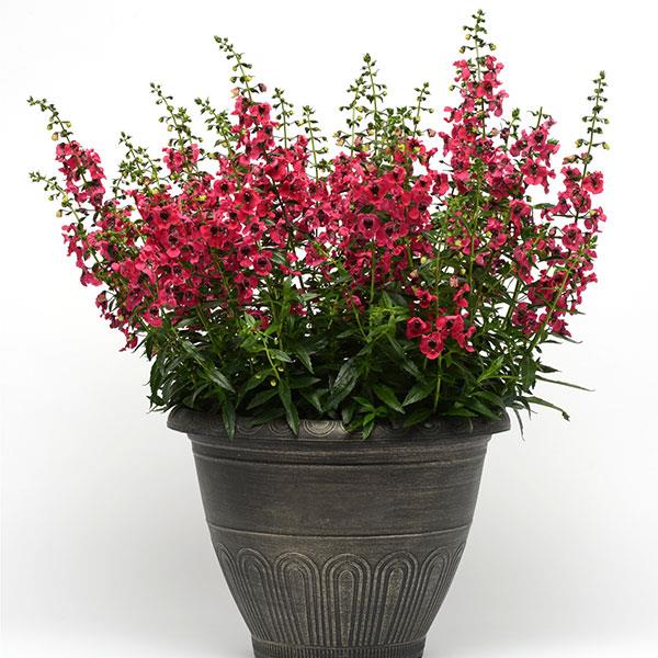 Archangel™ Cherry Red Angelonia - Container