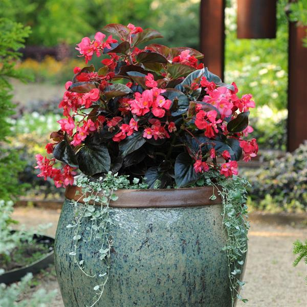 Whopper® Rose With Bronze Leaf Begonia - Container