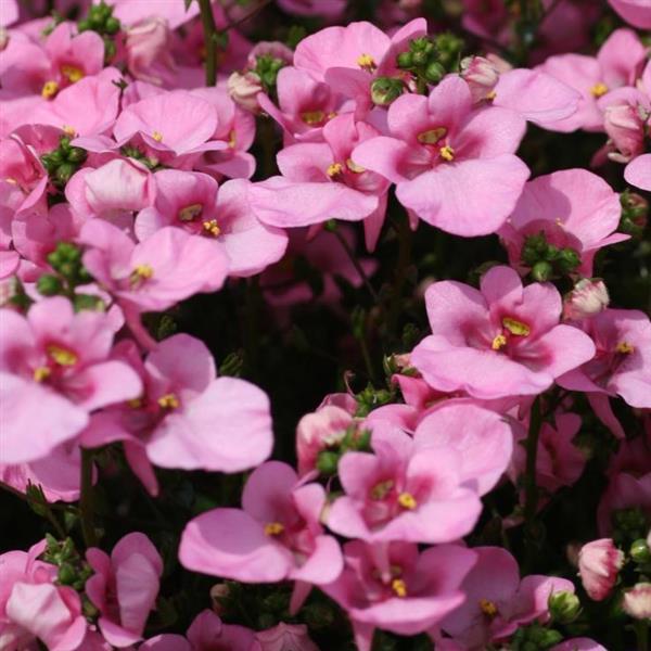 Piccadilly™ Pink Diascia - Bloom