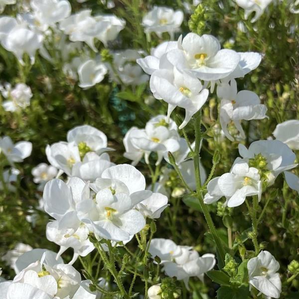 Piccadilly™ White 25 Diascia - Bloom