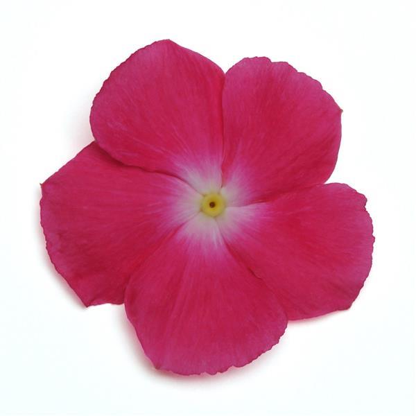 Mediterranean XP Rose Halo Vinca - Bloom