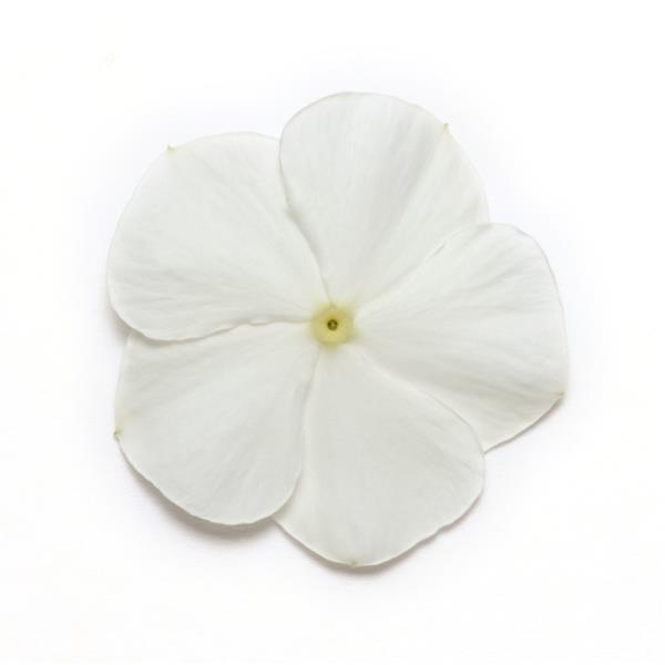 Mediterranean XP White Vinca - Bloom