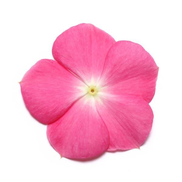 Pacifica XP Rose Halo Vinca - Bloom