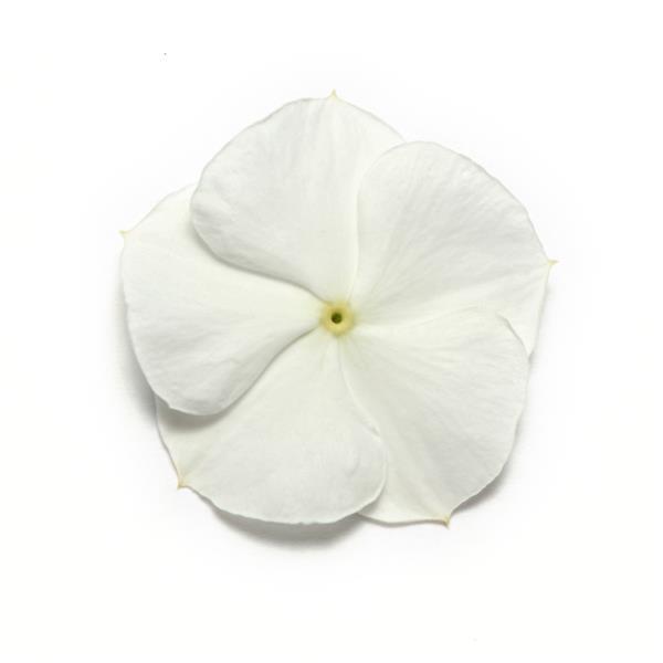Pacifica XP White Vinca - Bloom
