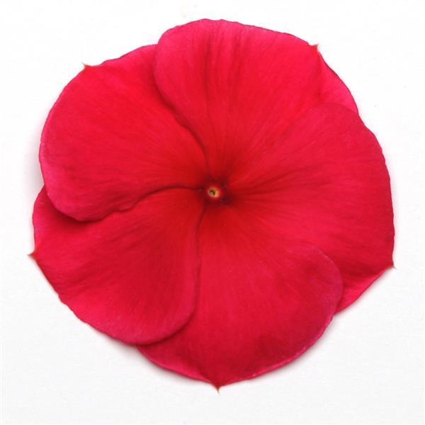 Pacifica XP Dark Red Vinca - Bloom