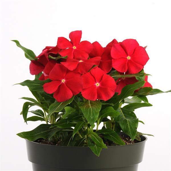 Pacifica XP Really Red Vinca - Container