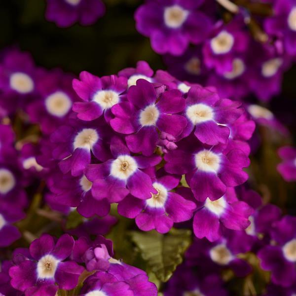 Quartz XP Violet with Eye Verbena - Bloom