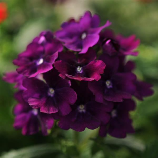Quartz XP Purple Verbena - Bloom